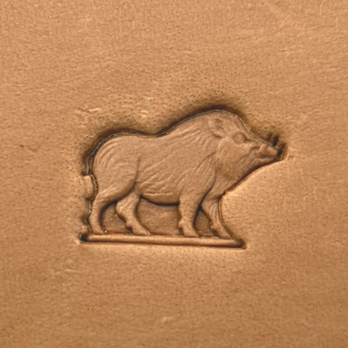 Wild Boar leather stamp LT664 — single impression on veg-tan leather