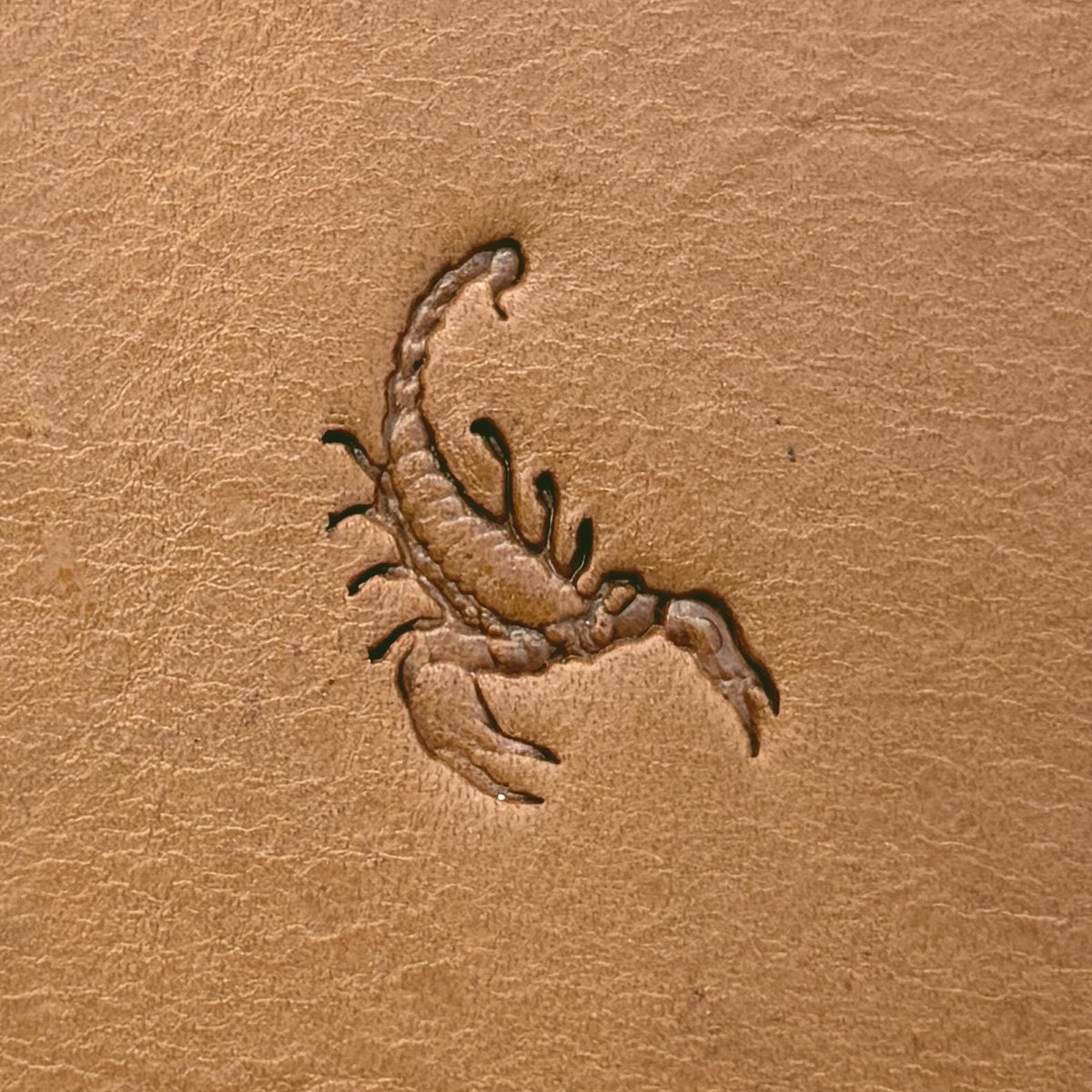 Scorpion leather stamp LT672 — single impression on veg-tan leather