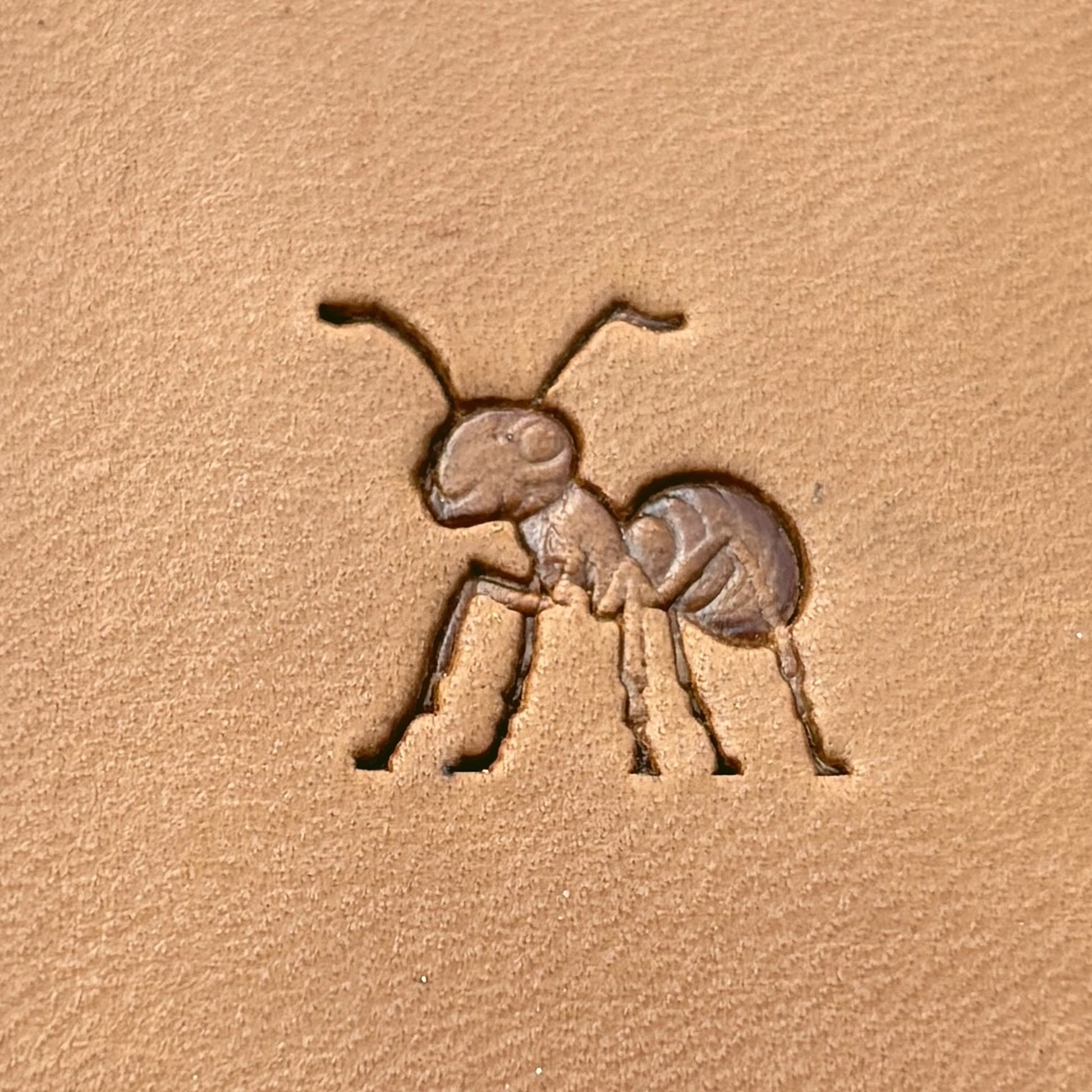 Ant leather stamp LT688 — pattern imprint on veg-tan leather