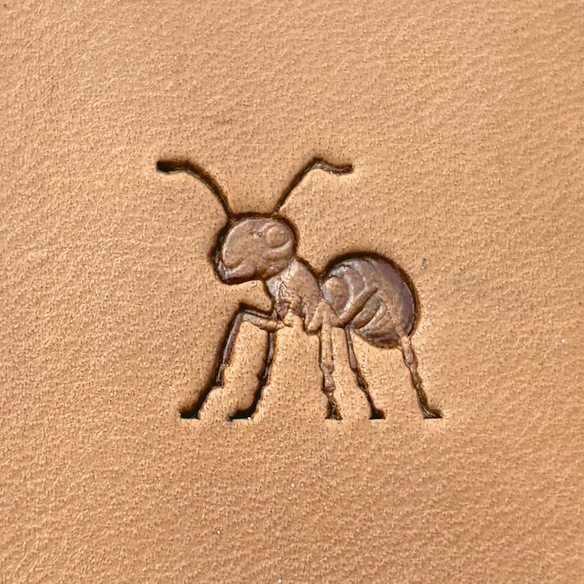 Ant leather stamp LT688 — single impression on veg-tan leather
