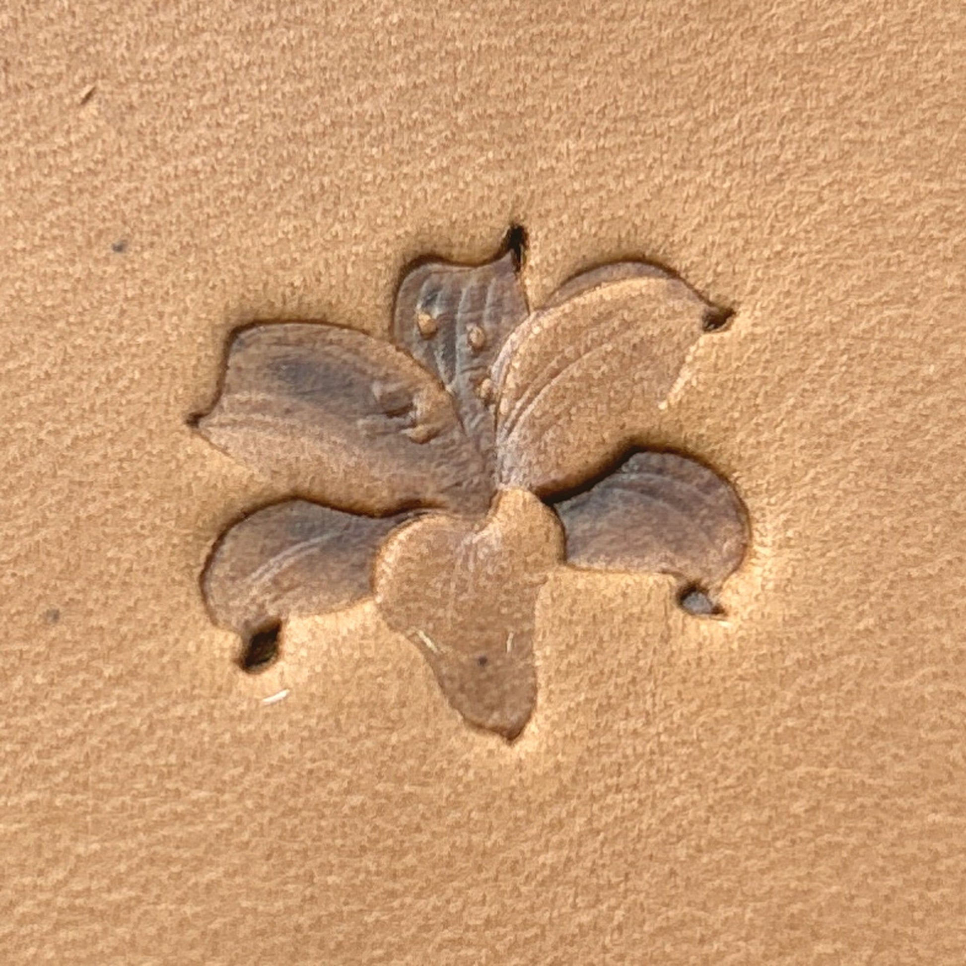 Lily Blossom Flower leather stamp LT698 — single impression on veg-tan leather