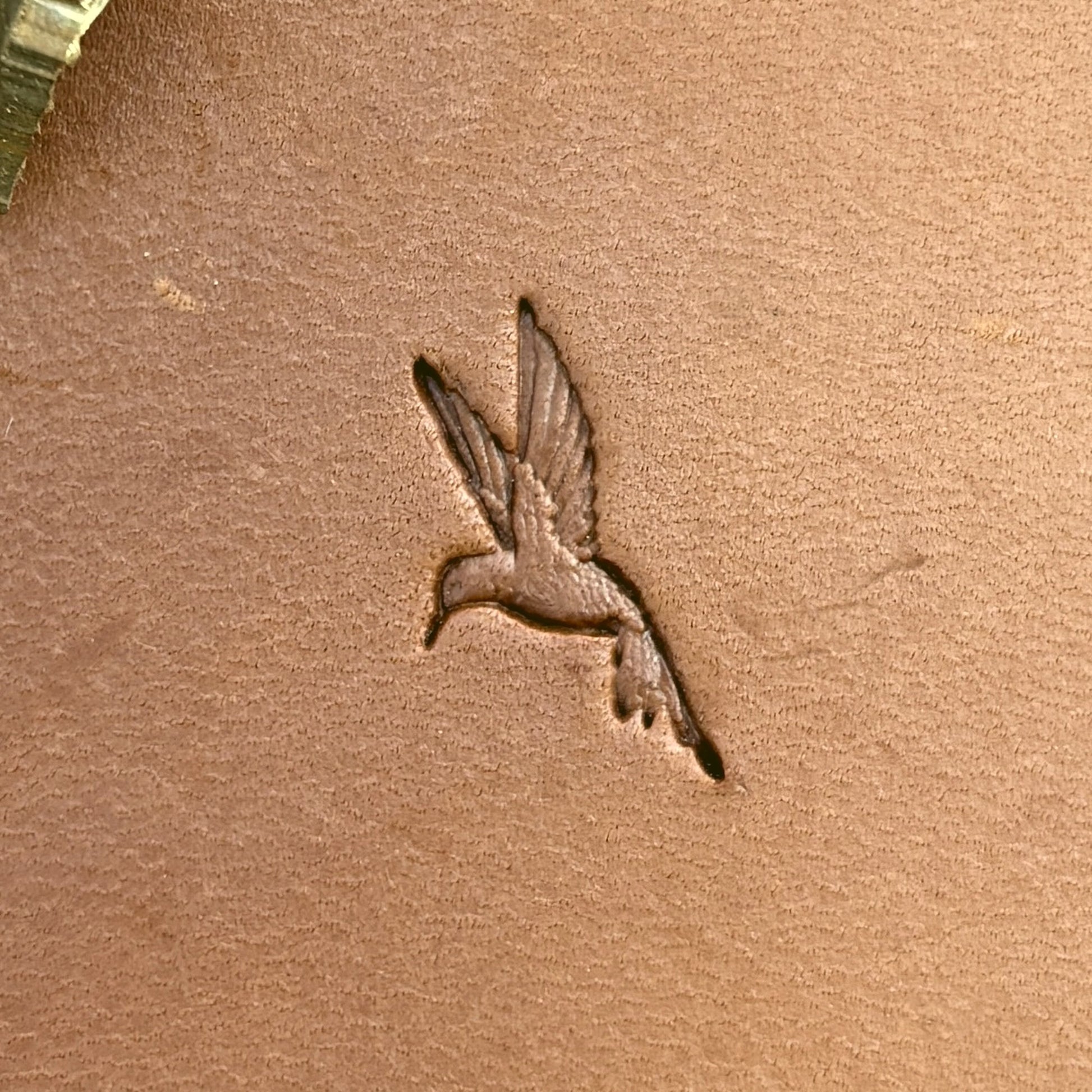 Hummingbird leather stamp LT717 — single impression on veg-tan leather