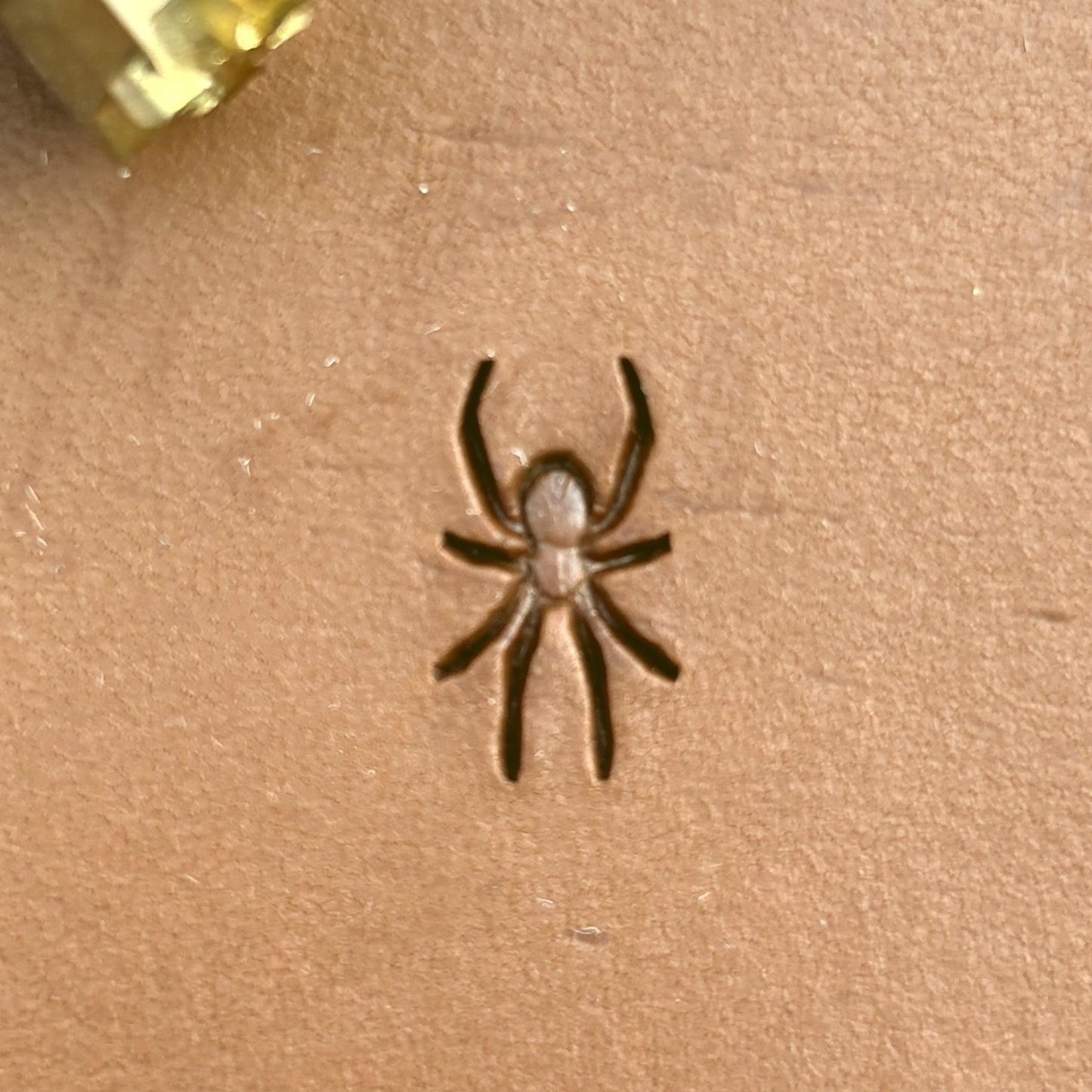 Spider leather stamp LT720 — single impression on veg-tan leather