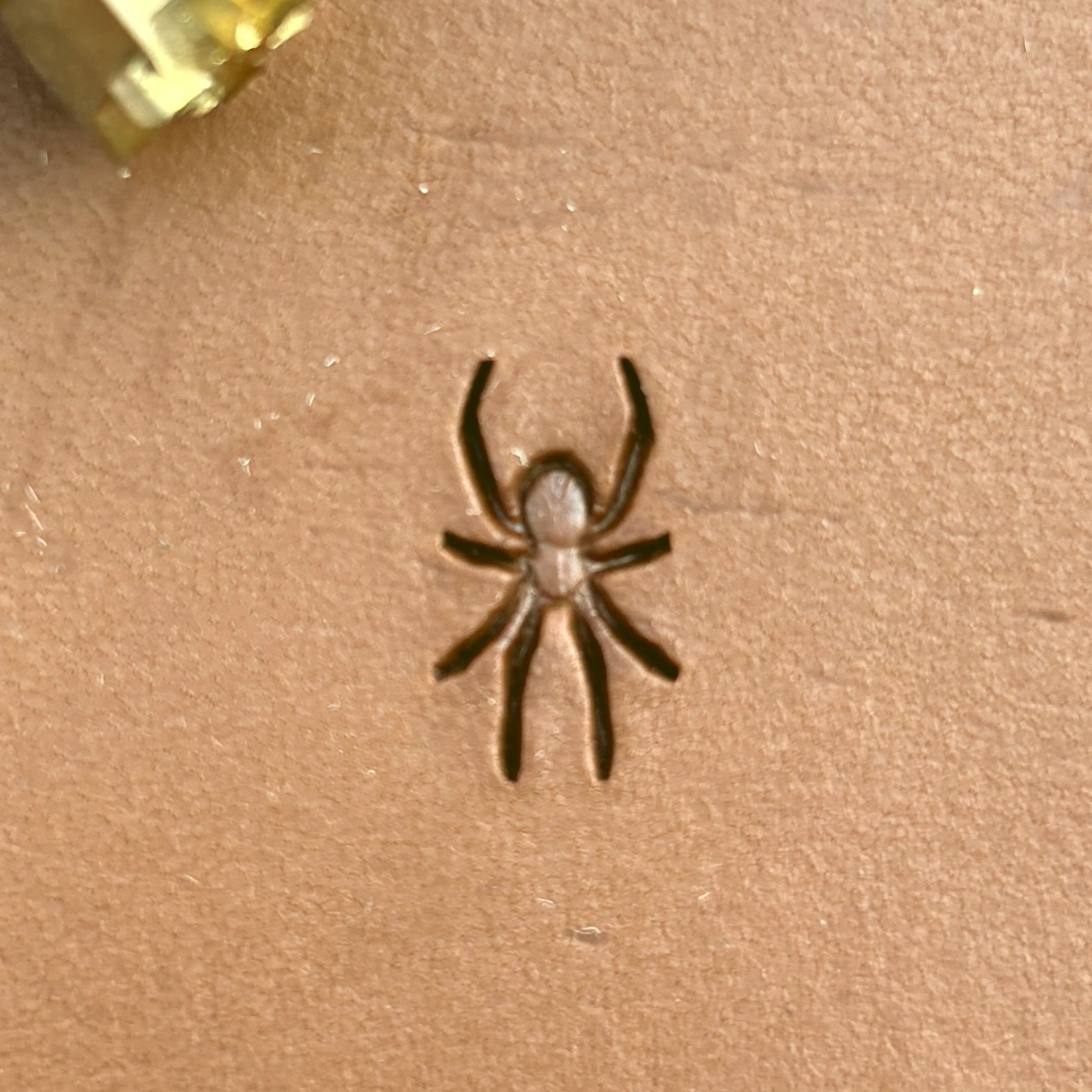 Spider leather stamp LT720 — single impression on veg-tan leather