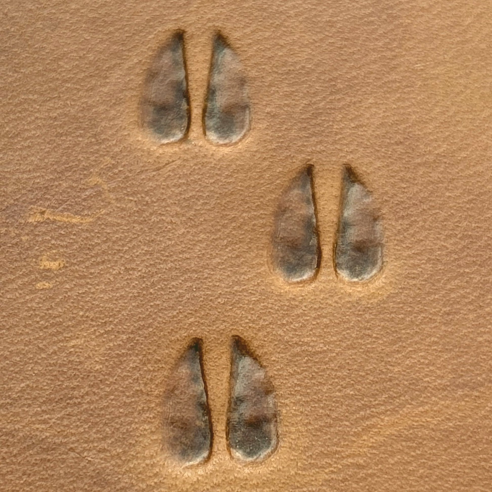 Hoof Tracks leather stamp LT744 — pattern imprint on veg-tan leather