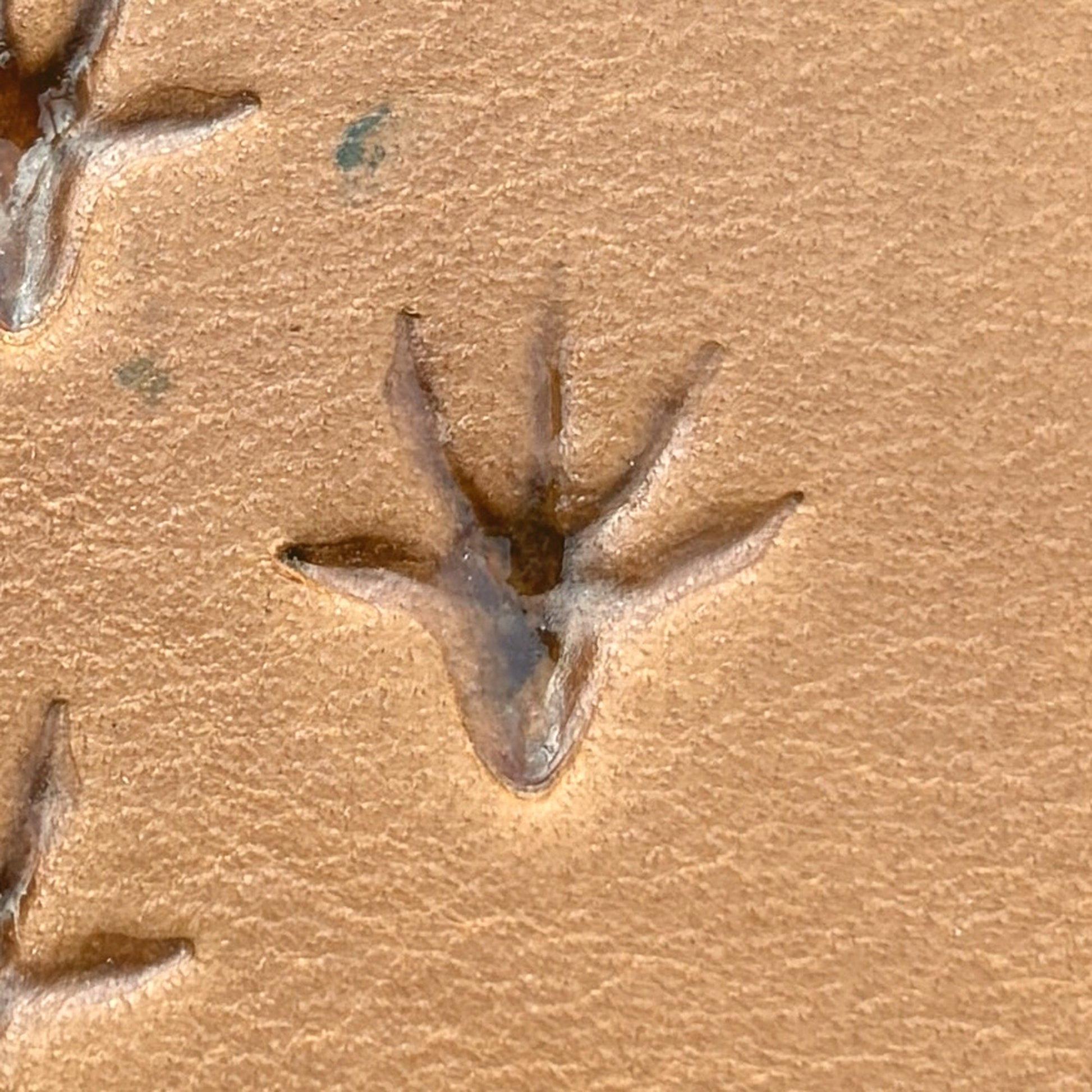 Rat Hind Tracks Footprint leather stamp LT747 — single impression on veg-tan leather
