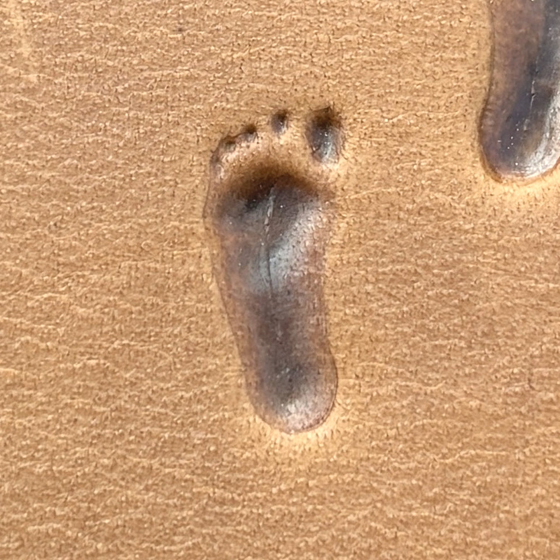 Bare Footprint leather stamp LT748 — pattern imprint on veg-tan leather