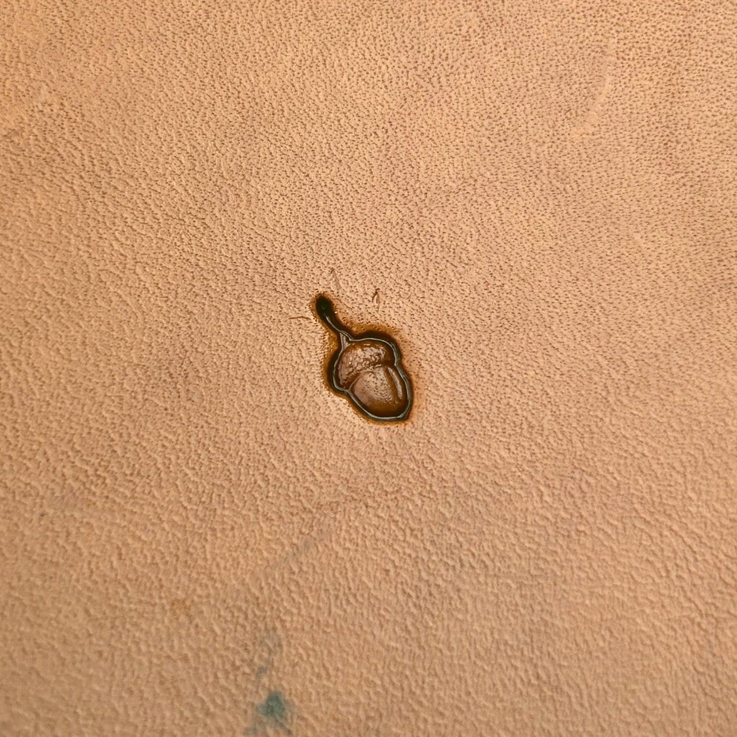 Acorn Oak Leaf leather stamp LT782 — pattern imprint on veg-tan leather