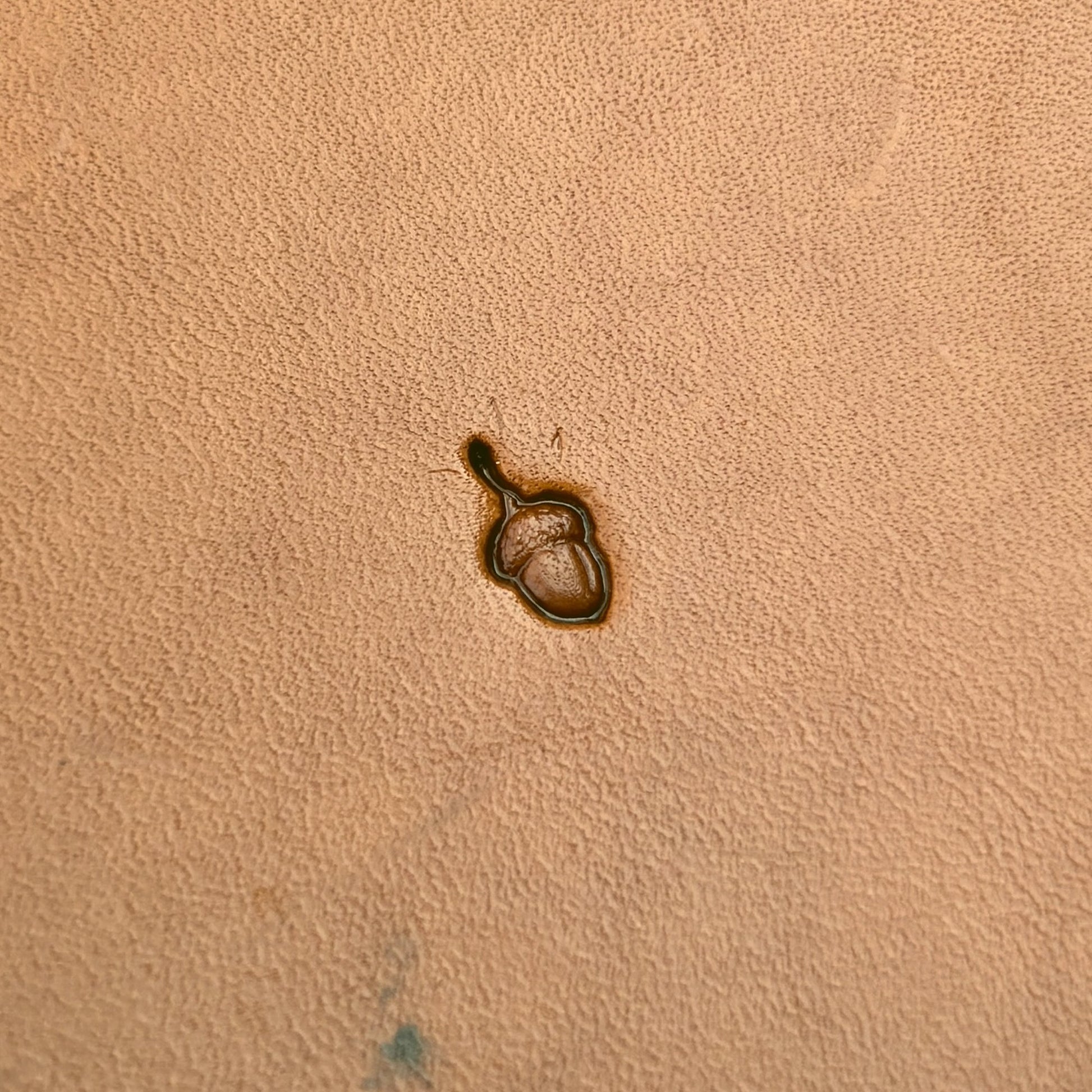 Acorn Oak Leaf leather stamp LT782 — pattern imprint on veg-tan leather