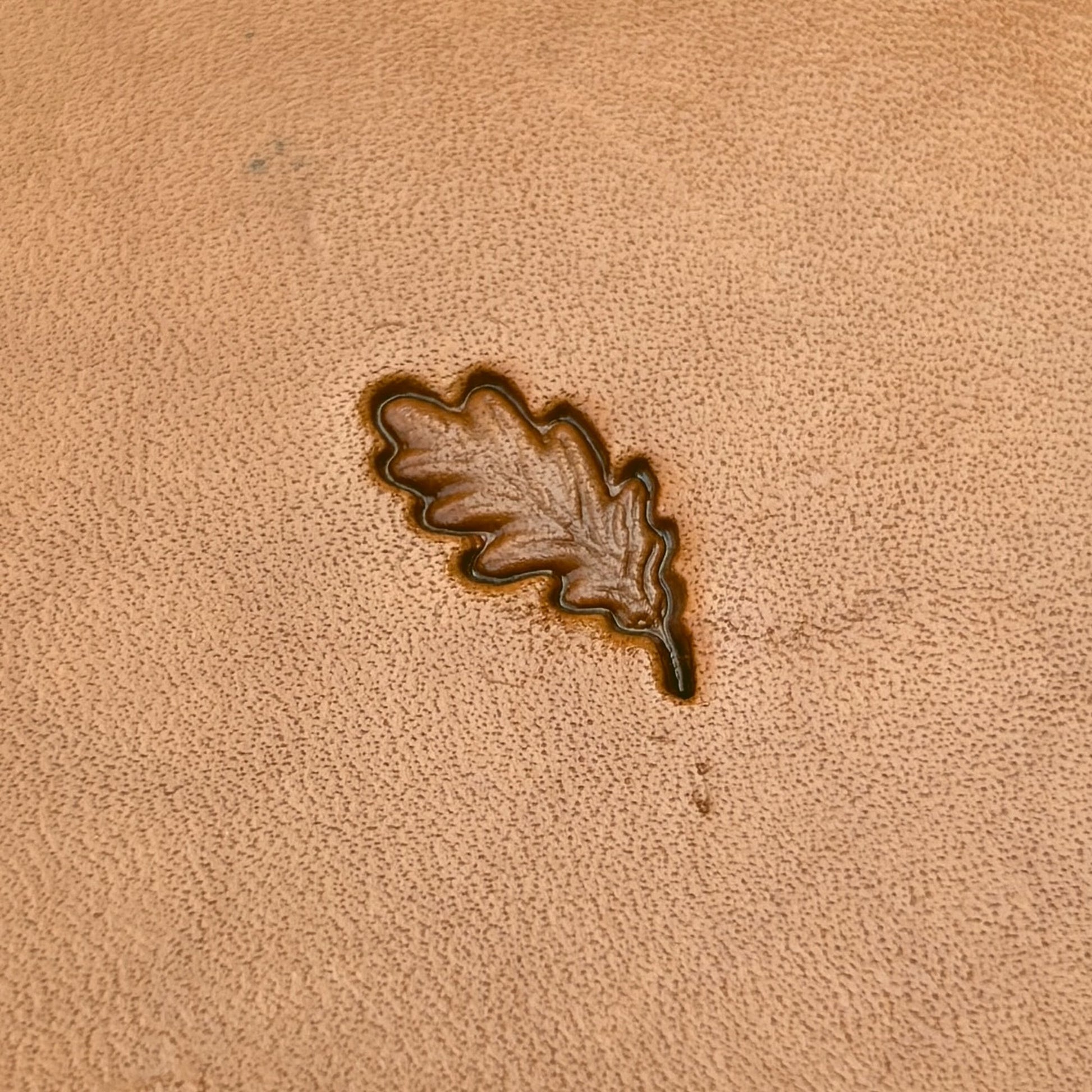 Oak Leaf leather stamp LT783 — single impression on veg-tan leather