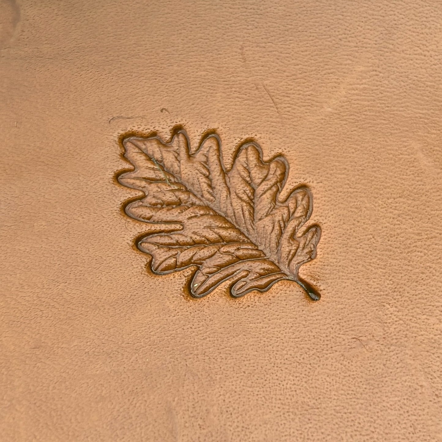Oak Leaf leather stamp LT785 — pattern imprint on veg-tan leather