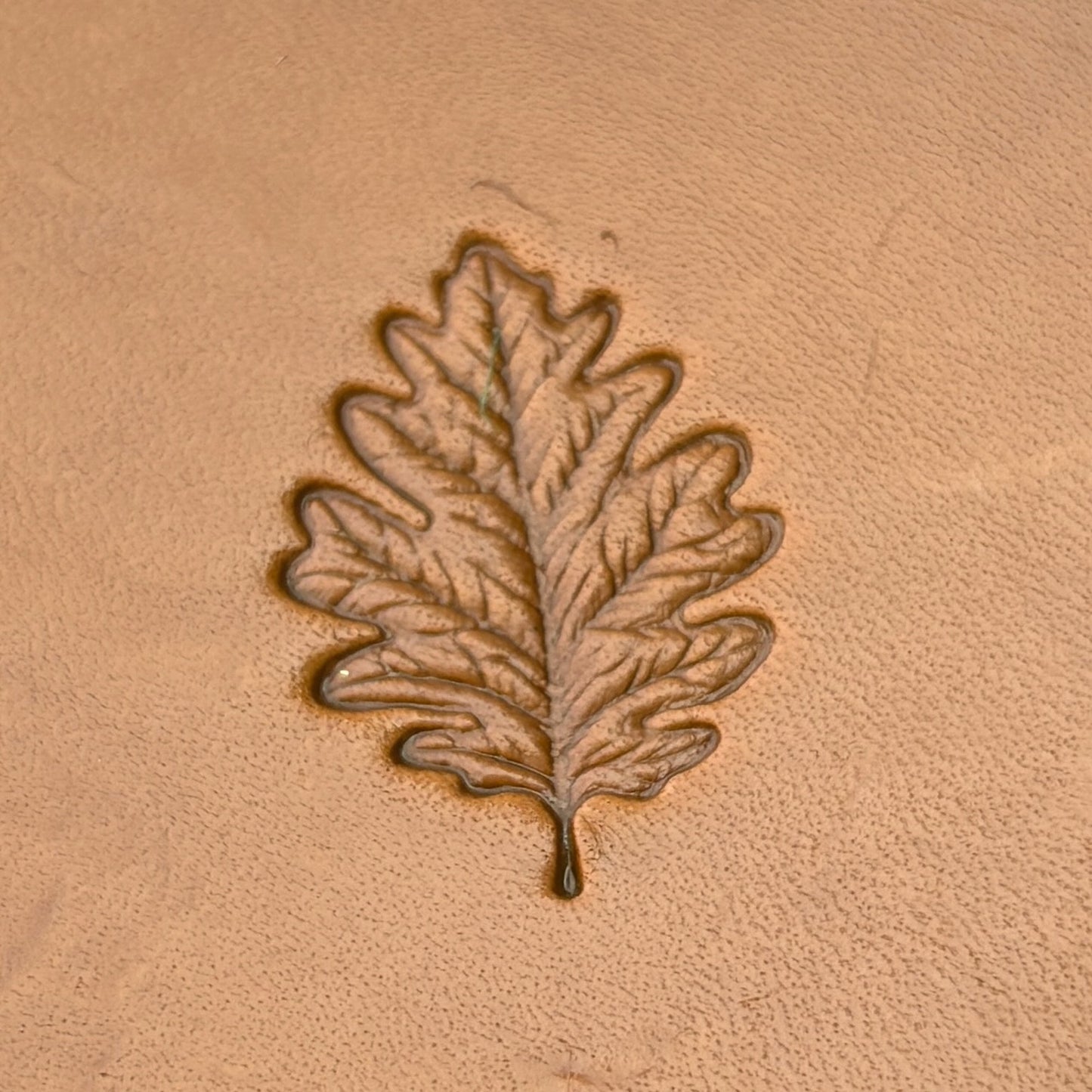 Oak Leaf leather stamp LT785 — single impression on veg-tan leather